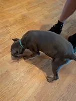 Sadie's Blue Collar Male, a male Cane Corso for sale in Clinton, MO – 7 of 9