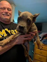 Sadie's Blue Collar Male, a male Cane Corso for sale in Clinton, MO – 4 of 9