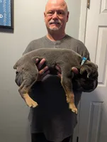 Sadie's Blue Collar Male, a male Cane Corso for sale in Clinton, MO – 3 of 4