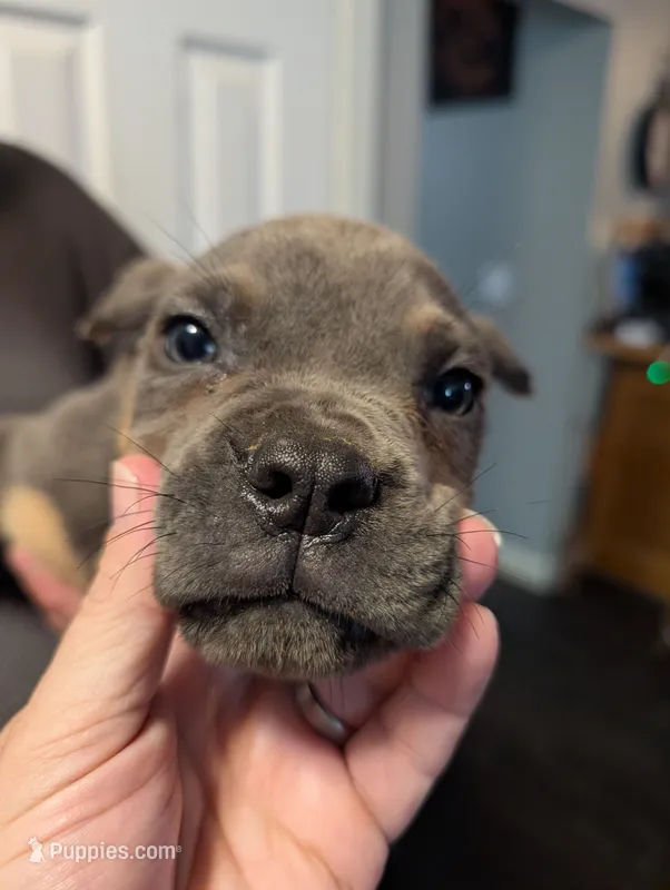 Sadie's Blue Collar Male – Cane Corso puppy for sale in Clinton, MO