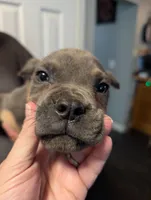 Sadie's Blue Collar Male, a male Cane Corso for sale in Clinton, MO – 1 of 4