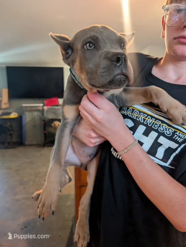 Sadie's Blue Collar Male – Cane Corso puppy for sale in Clinton, MO