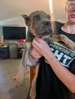Sadie's Blue Collar Male, a male Cane Corso for sale in Clinton, MO – 1 of 9