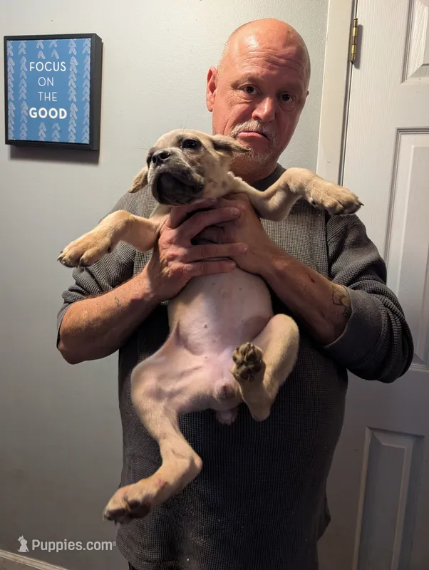 Sadie's Formentino Female – Cane Corso puppy for sale in Clinton, MO