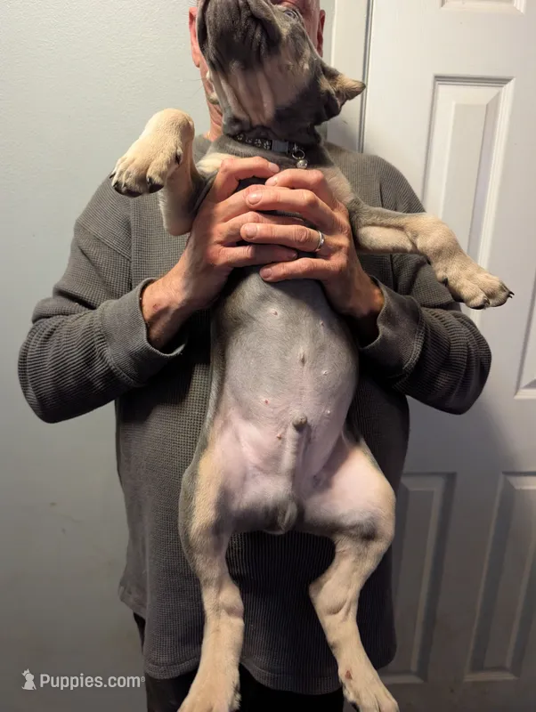 Sadie's Brown Collar Male – Cane Corso puppy for sale in Clinton, MO