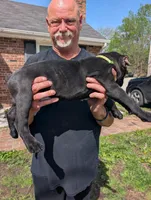 Ivy's Green Male, a male Cane Corso for sale in Clinton, MO – Photo 3 of 4