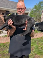 Ivy's Green Male, a male Cane Corso for sale in Clinton, MO – Photo 4 of 4