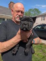 Ivy's Green Male, a male Cane Corso for sale in Clinton, MO – Photo 2 of 4
