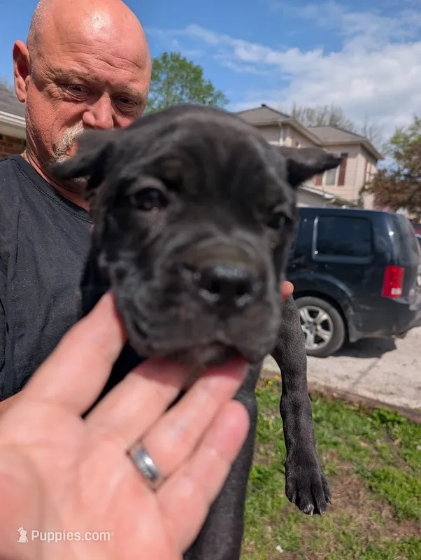Ivy's Green Male – Cane Corso puppy for sale in Clinton, MO