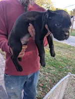 Ivy's Male #1, a male Cane Corso for sale in Clinton, MO – 2 of 5