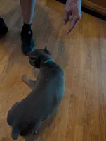 Sadie's Blue Collar Male, a male Cane Corso for sale in Clinton, MO – 8 of 9