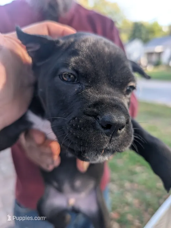 Ivy's Male #2 – Cane Corso puppy for sale in Clinton, MO
