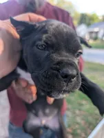 Ivy's Male #2, a male Cane Corso for sale in Clinton, MO – 1 of 3
