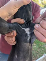 Ivy's Male #1, a male Cane Corso for sale in Clinton, MO – 5 of 5