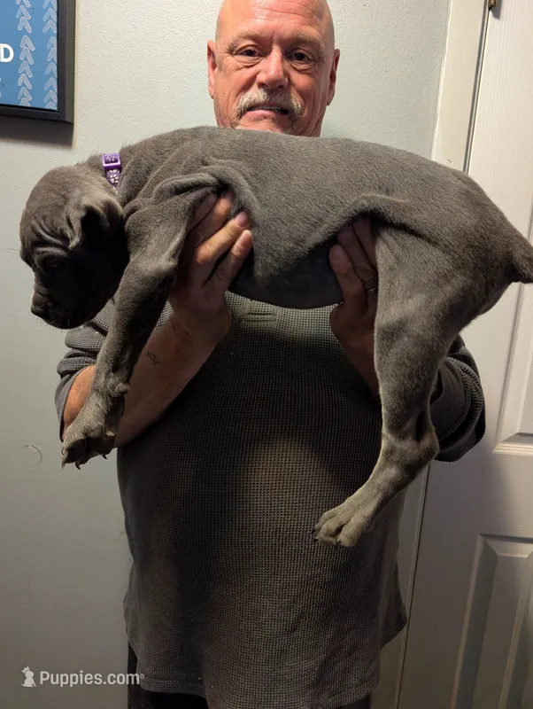 Sadie's Purple Collar Female – Cane Corso puppy for sale in Clinton, MO