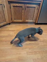 Sadie's Blue Collar Male, a male Cane Corso for sale in Clinton, MO – 6 of 9