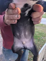 Ivy's Male #2, a male Cane Corso for sale in Clinton, MO – 2 of 3