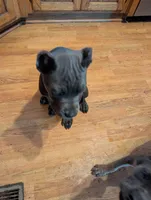 Ms Athena, a female Cane Corso for sale in Clinton, MO – 4 of 6