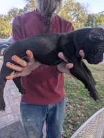Ivy's Male #2, a male Cane Corso for sale in Clinton, MO – 3 of 3