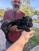 Ivy's Male #1, a male Cane Corso for sale in Clinton, MO – 3 of 5
