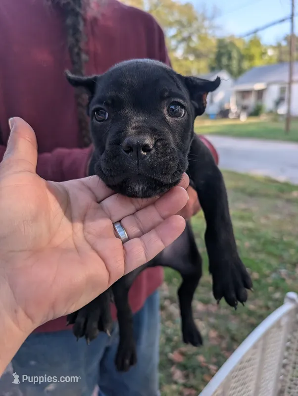 Ivy's Male #1 – Cane Corso puppy for sale in Clinton, MO