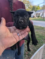 Ivy's Male #1, a male Cane Corso for sale in Clinton, MO – 1 of 5