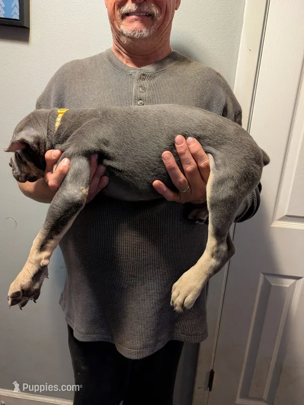 Sadie's Yellow Collar Female – Cane Corso puppy for sale in Clinton, MO
