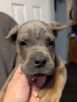 Sadie's Green Collar Male, a male Cane Corso for sale in Clinton, MO – 3 of 8