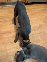 Ms Athena, a female Cane Corso for sale in Clinton, MO – 5 of 6