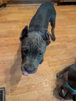 Ms Athena, a female Cane Corso for sale in Clinton, MO – 3 of 6