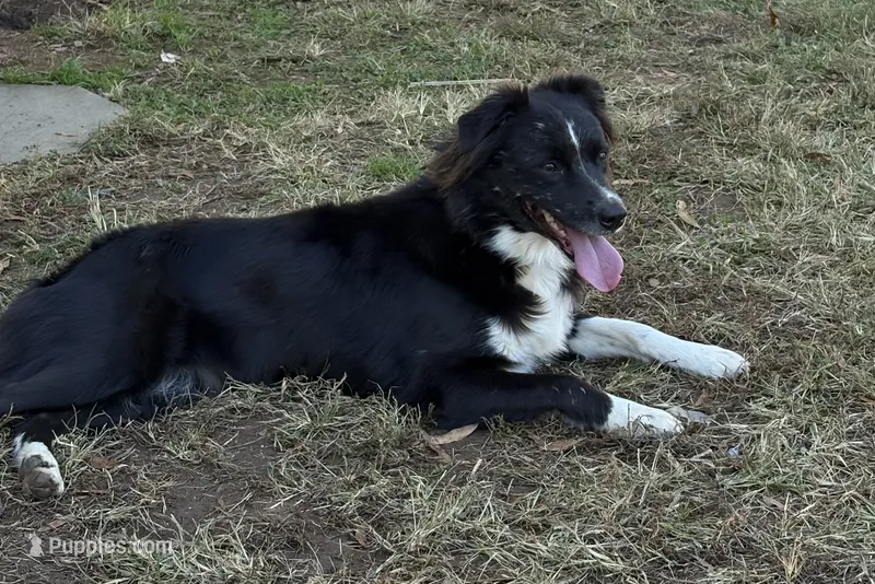RAVEN – Miniature Australian Shepherd puppy for sale in Mocksville, NC