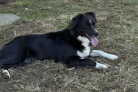 RAVEN, a female Miniature Australian Shepherd for sale in Mocksville, NC – 1 of 1