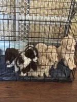 Rip, a male Poodle - Multi-Colored Standard for sale in Great Bend, KS – Photo 7 of 9