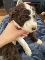 Rip, a male Poodle - Multi-Colored Standard for sale in Great Bend, KS – Photo 3 of 9