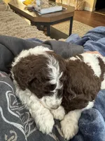 Rip, a male Poodle - Multi-Colored Standard for sale in Great Bend, KS – Photo 5 of 9