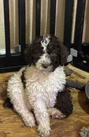Rip, a male Poodle - Multi-Colored Standard for sale in Great Bend, KS – Photo 1 of 9