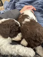 Rip, a male Poodle - Multi-Colored Standard for sale in Great Bend, KS – Photo 4 of 9