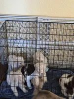 Tate, a male Poodle - Multi-Colored Standard for sale in Great Bend, KS – Photo 4 of 8