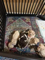 Tate, a male Poodle - Multi-Colored Standard for sale in Great Bend, KS – Photo 7 of 8