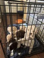 Tate, a male Poodle - Multi-Colored Standard for sale in Great Bend, KS – Photo 5 of 8