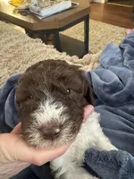 Walker, a male Poodle - Multi-Colored Standard for sale in Great Bend, KS – Photo 3 of 9