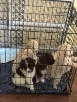 Walker, a male Poodle - Multi-Colored Standard for sale in Great Bend, KS – Photo 7 of 9