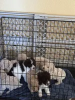 Walker, a male Poodle - Multi-Colored Standard for sale in Great Bend, KS – Photo 5 of 9