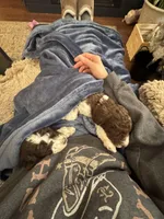 Walker, a male Poodle - Multi-Colored Standard for sale in Great Bend, KS – Photo 6 of 9