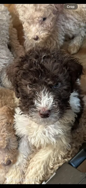 Walker, a male Poodle - Multi-Colored Standard for sale in Great Bend, KS – Photo 1 of 9