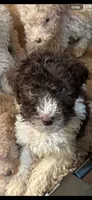 Walker, a male Poodle - Multi-Colored Standard for sale in Great Bend, KS – Photo 1 of 9