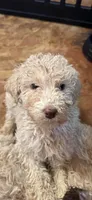 Kayce, a male Poodle - Multi-Colored Standard for sale in Great Bend, KS – Photo 1 of 7