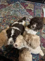 Kayce, a male Poodle - Multi-Colored Standard for sale in Great Bend, KS – Photo 5 of 7