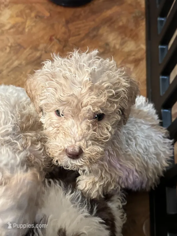 Cooper, a male Poodle - Multi-Colored Standard for sale in Great Bend, KS – Photo 1 of 5