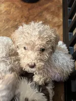 Cooper, a male Poodle - Multi-Colored Standard for sale in Great Bend, KS – Photo 1 of 5